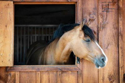 Casette in legno per animali: scelta d’amore