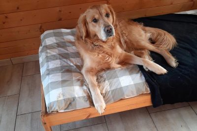 Pensione per cani: “L’hotel di Carlotta” scegli le nostre casette